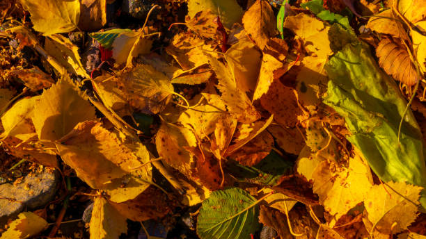 fallen autumn leaves on the ground