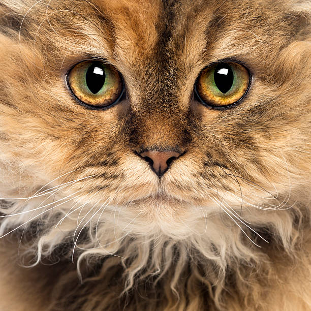 istock Close-up of a Selkirk Rex looking at camera 168703051