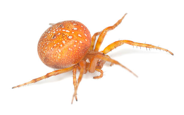 istock Four-spot orb-weaver (Araneus quadratus) isolated on white background 168703110