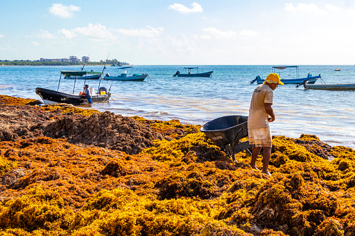 Playa del Carmen Mexico 05. August 2021 Workers cleaning the beach with wheelbarrow pitchfork Garden Rake Leaf Broom and a lot of very disgusting red seaweed sargazo at tropical Playa del Carmen Mexico.