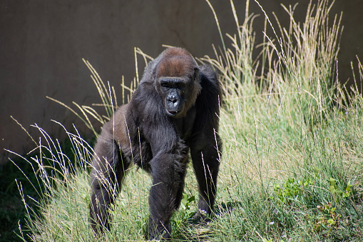 Portrait of two western lowland gorillas (Gorilla gorilla gorilla), mother and kid.