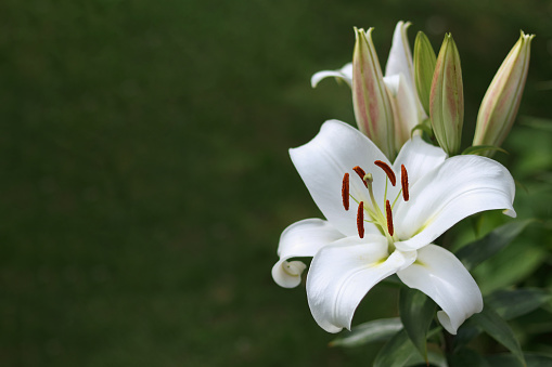 White Easter Lily flowers in garden. Lilies blooming. Blossom white Lilium Candidum in a summer. Garden Lillies with white petals. Large flowers in sunny day. Floral background. White Madonna Lily