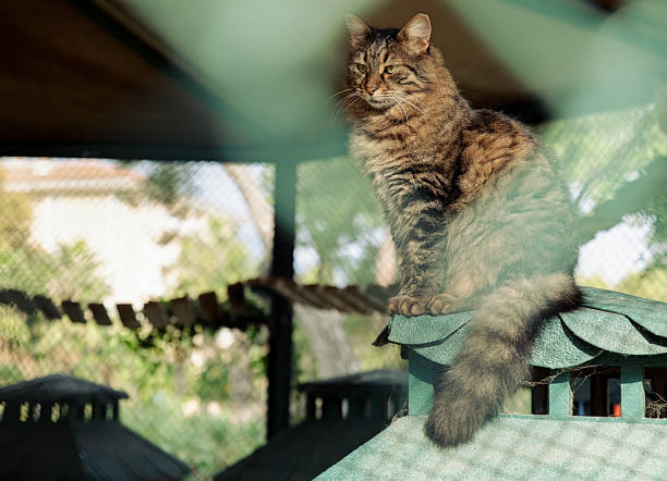 istock The cat's in a cage 1687047893