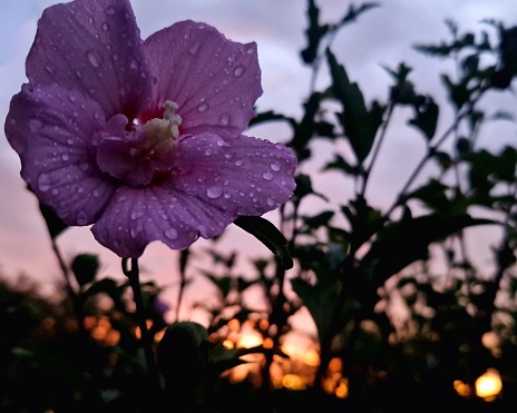 Close-up of a pink hibiscus with raindrops over a sky in pink, red and orange tones at dusk