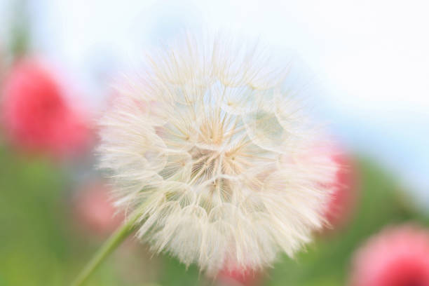Dandelion flower. Taraxacum Erythrospermum. Abstract nature background of Dandelion. Silhouette head of Dandelion flower on blurred colorful floral background. Seed macro closeup.