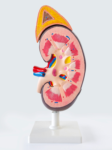 Cross section of human kidney model on white background