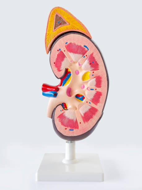 kidney model - suprarenal gland imagens e fotografias de stock