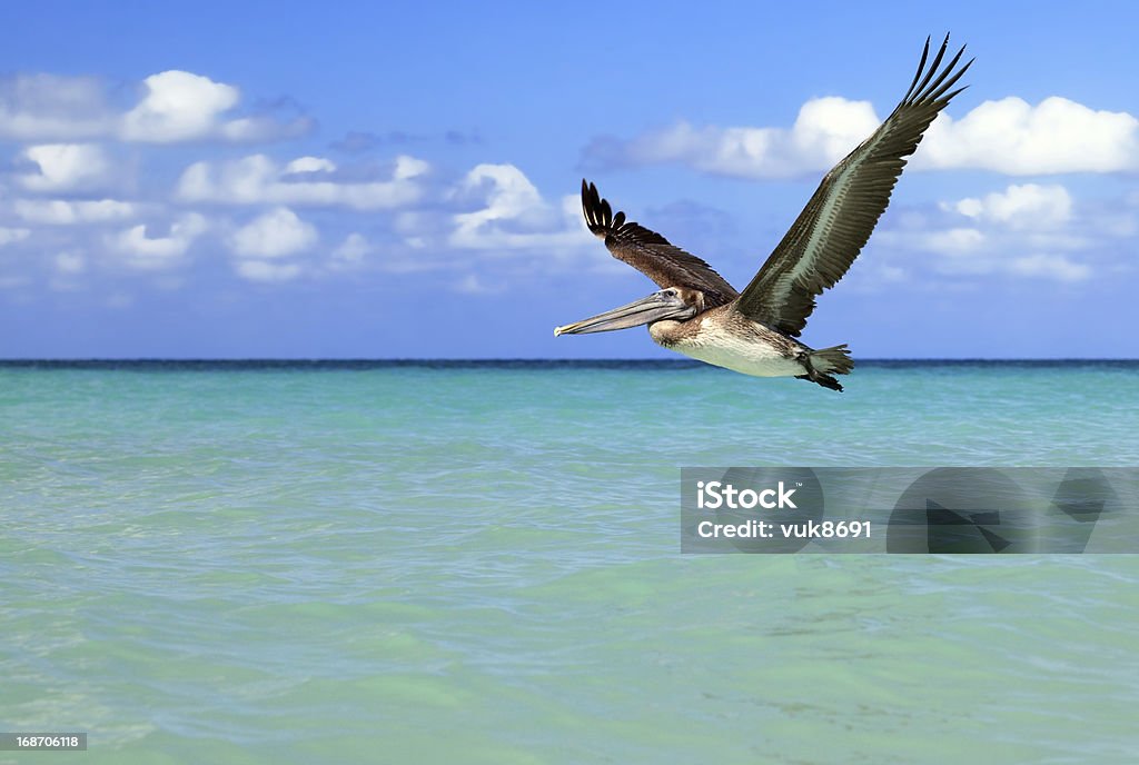 Pelícano pardo de vuelo - Foto de stock de Cuba libre de derechos