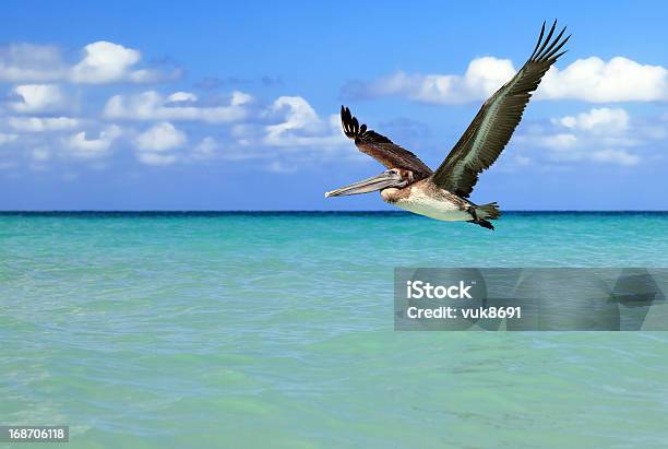 Pelícano Pardo De Vuelo Foto de stock y más banco de imágenes de Cuba - Cuba, Pájaro, Pelícano