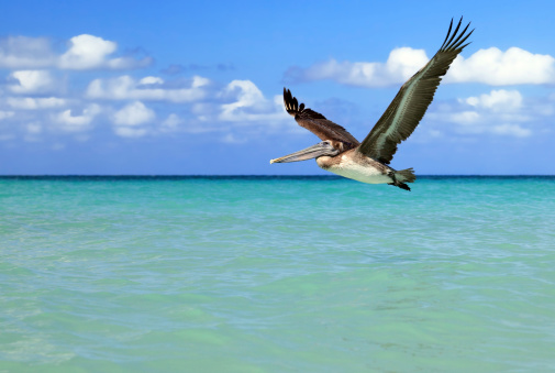 A beautiful shot of waterbirds standing on a rock formations in the middle of the sea against blue sky in bright sunlight