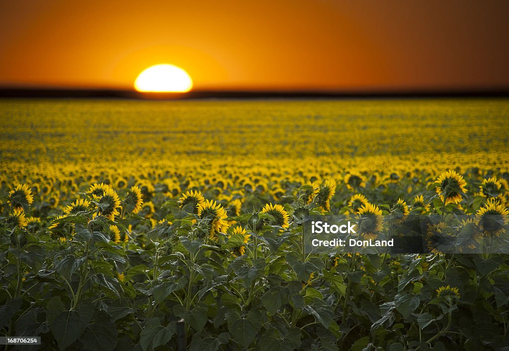 Tramonto su un campo di girasoli. - Foto stock royalty-free di Aurora