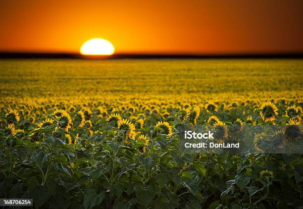 Nascer Do Sol Sobre O Campo De Sunflowers - Fotografias de stock e mais imagens de Cena Não Urbana - Cena Não Urbana, Composição Digital, Criação Digital