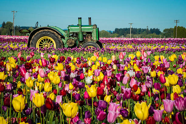 istock Tulips and an old green tractor 168706262