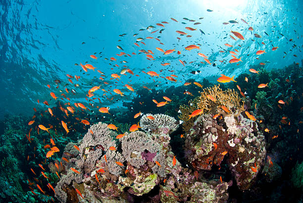 istock Vibrant and colourful underwater tropical coral reef scene, buzz 168706274