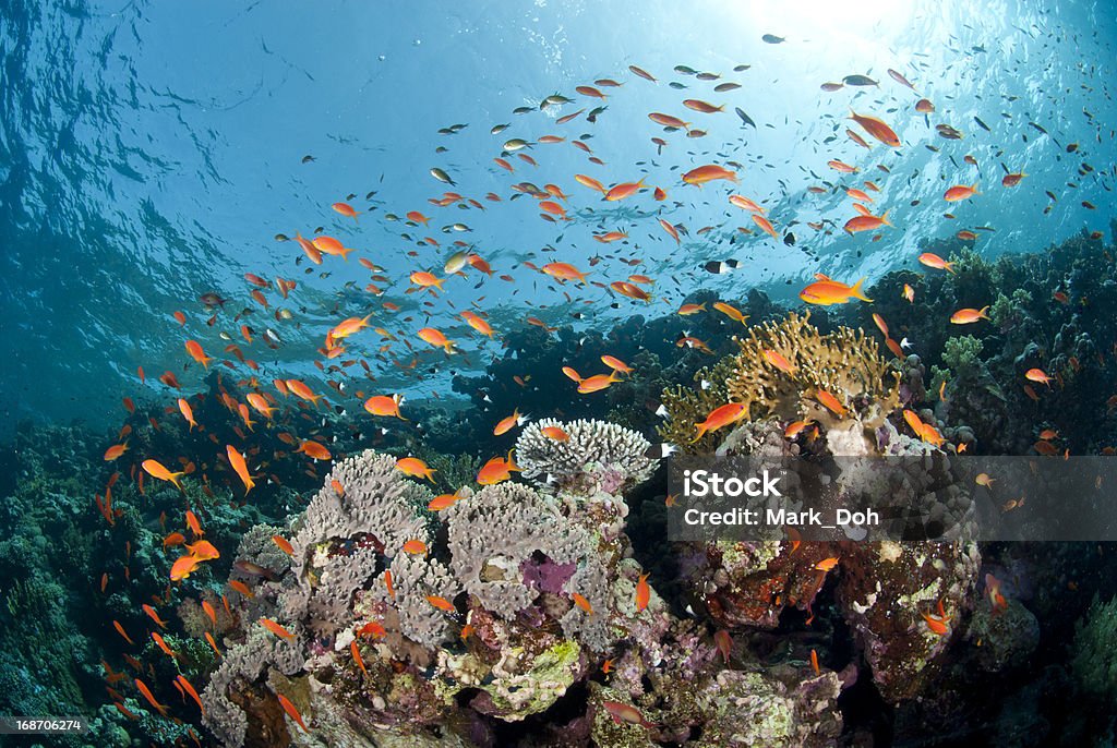 Vibrant and colourful underwater tropical coral reef scene, buzz Vibrant and colourful underwater tropical coral reef scene, buzzing with orange anthias. Woodhouse reef, Straits of Tiran, Red Sea, Egypt. Animals In The Wild Stock Photo