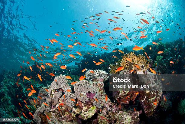 Vibrant And Colourful Underwater Tropical Coral Reef Scene Buzz Stock Photo - Download Image Now