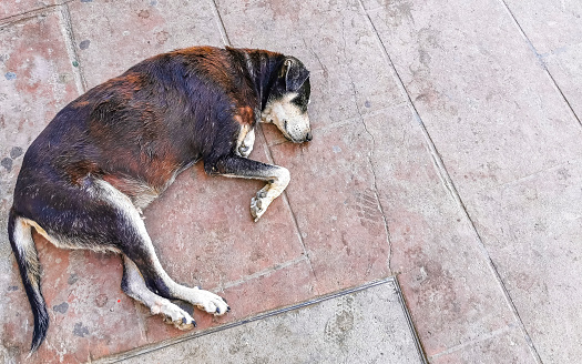 Stray dog pet sleeps and relaxes on the street in Puerto Escondido Oaxaca Mexico.