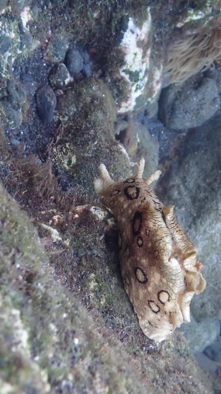 Aplysia dactylomela, the spotted sea hare - La Palma, Canary Islands