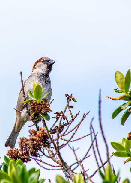 istock House Sparrow (Passer domesticus) in Dublin, Ireland 1687075897