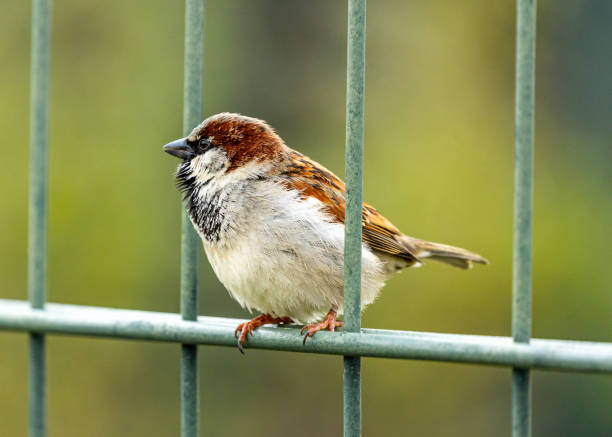 Common House Sparrow, Passer domesticus, seen outdoors in Dublin, exemplifies urban avian life in Ireland.