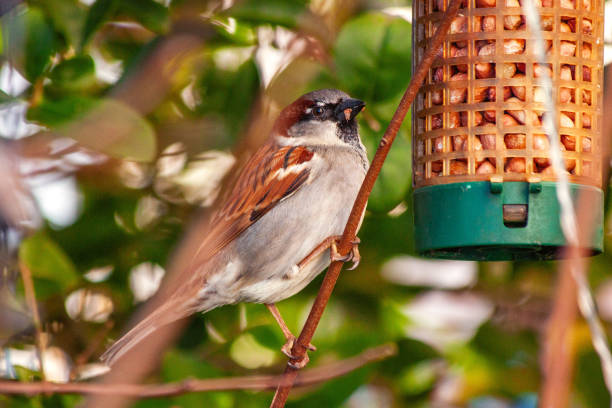 istock House Sparrow (Passer domesticus) in Dublin, Ireland 1687076965
