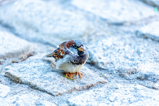 Common House Sparrow, Passer domesticus, seen outdoors in Dublin, exemplifies urban avian life in Ireland.