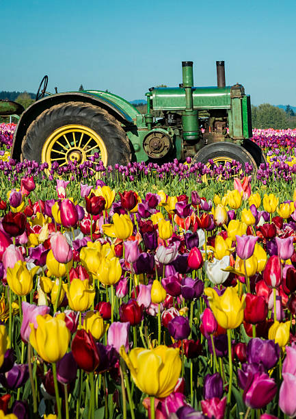 istock Tulips and an old green tractor 168707994
