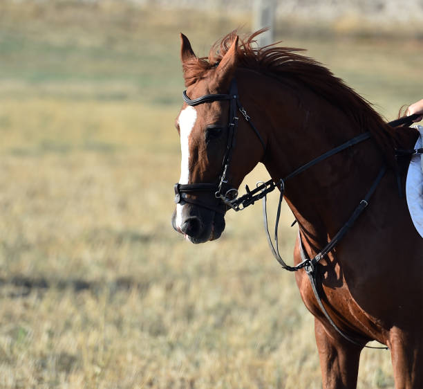 istock A head of beautiful horse 1687081825