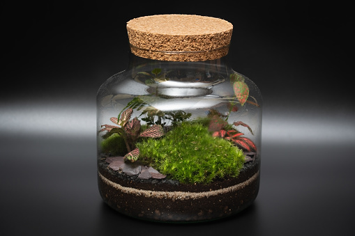 Florarium, plants inside glass bottle on the black background, close up photo