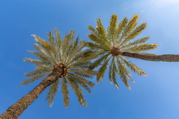 istock A low angle view of palm trees against a clear blue sky 1687096391