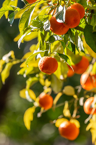 Ripe Seville oranges on a tree, with a shallow depth of field