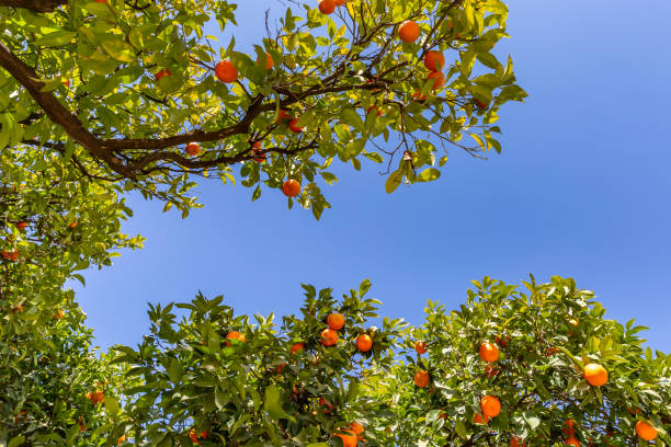 istock Orange trees laden with ripe fruit, on a sunny February day 1687097572