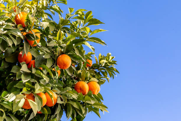 istock Ripe Seville oranges on a tree with a blue sky behind and copy space 1687098202