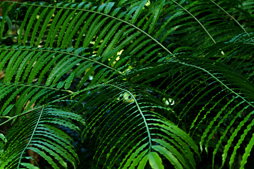 Fern leaves in the forest in Taipei, Taiwan