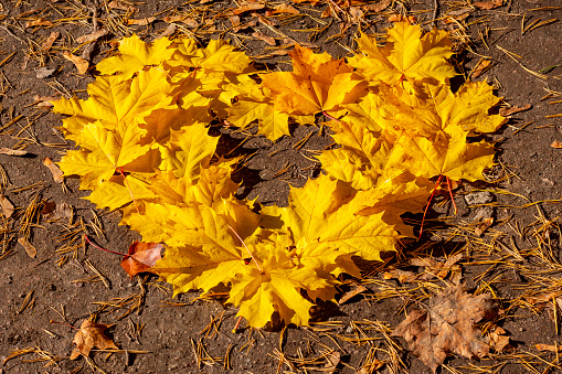 Maple tree leaves arranged in shape of heart in autumn