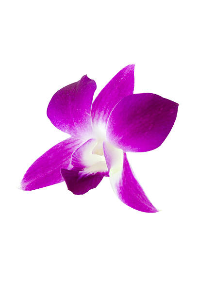 istock Pink Orchid isolated 168710223