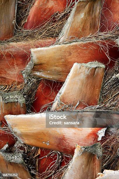 Palm Tree Trunk Stockfoto und mehr Bilder von Ananas - Ananas, Ast - Pflanzenbestandteil, Baum