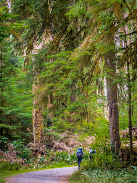 istock Rainforest in Central Cascades Washington Pacific North West 1687103012