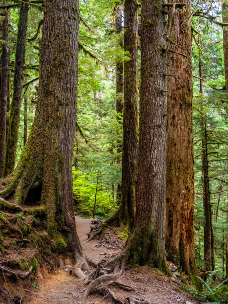 istock Rainforest in Central Cascades Washington Pacific North West 1687103093
