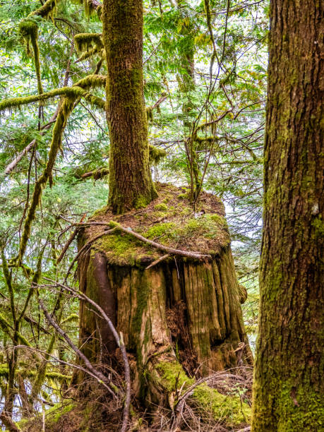 istock Rainforest in Central Cascades Washington Pacific North West 1687103563