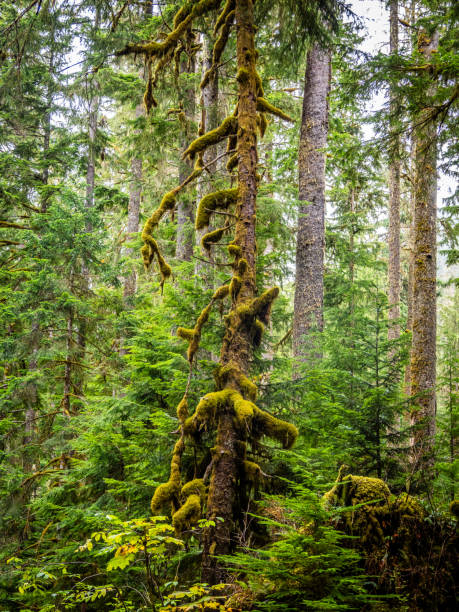 istock Rainforest in Central Cascades Washington Pacific North West 1687103618