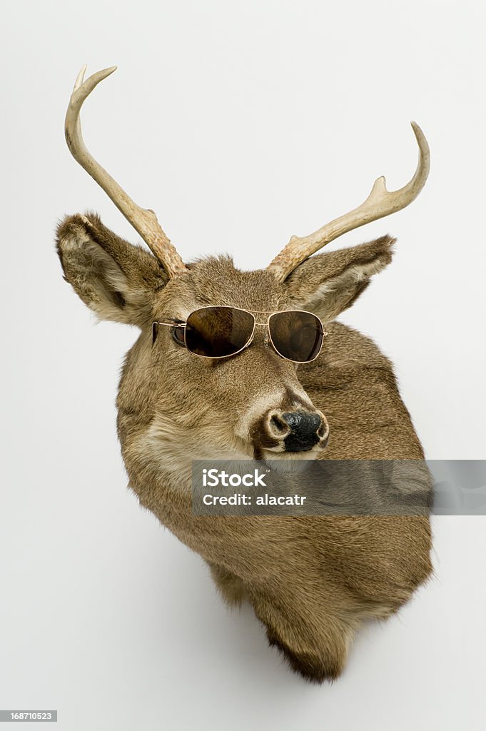 Deer cabeza con gafas de sol - Foto de stock de Ciervo libre de derechos