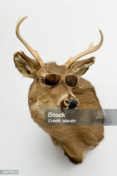 Deer Cabeza Con Gafas De Sol Foto de stock y más banco de imágenes de Ciervo - Ciervo, Trofeo de caza, Animal