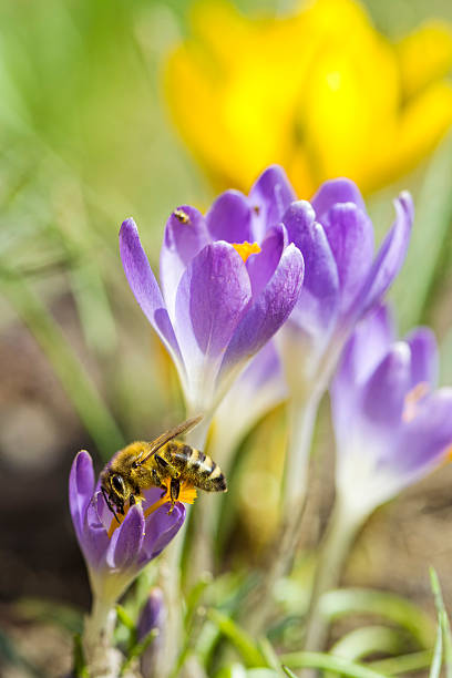 Bee on Spring Crocus Bee on Spring Crocus crocus tommasinianus stock pictures, royalty-free photos & images