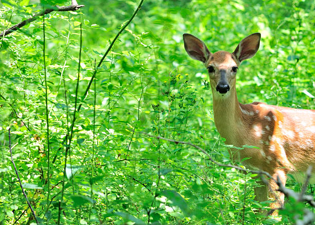 istock Whitetail Deer Fawn 168710630