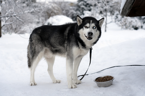 Husky dog with multi colored eyes eating his food on the snow in winter, close up photo