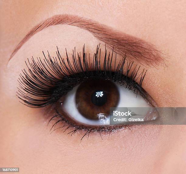 Eye With Long Eyelashes Beautiful Brown Stock Photo - Download Image Now - Brown, Eye, Eyebrow
