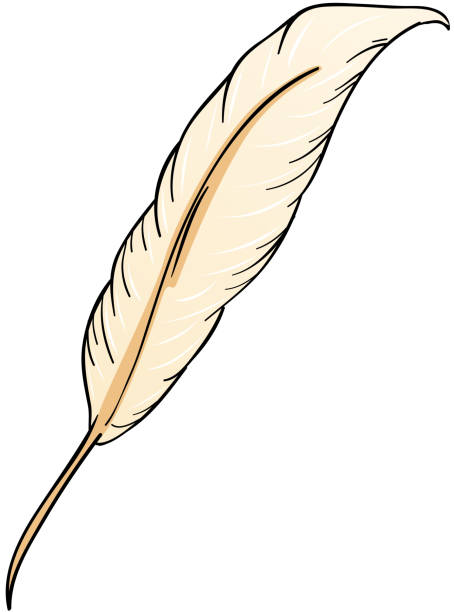 Feather Feather in white background barb feather part stock illustrations