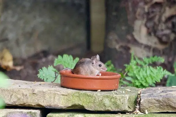 Garden WoodMouse feeding in a fish