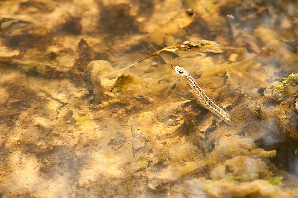 submerged eastern garter snake stock photo